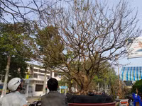 Dùng phà chở mai “khủng” ở Đồng Tháp ảnh 4