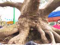 Dùng phà chở mai “khủng” ở Đồng Tháp ảnh 5