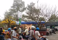 Dùng phà chở mai “khủng” ở Đồng Tháp ảnh 2