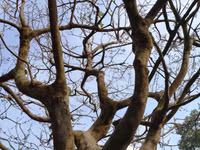 Dùng phà chở mai “khủng” ở Đồng Tháp ảnh 7