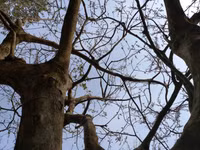 Dùng phà chở mai “khủng” ở Đồng Tháp ảnh 6