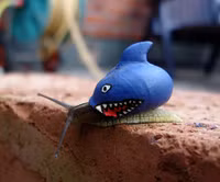 Những chú ốc sên mặc “áo khoác” độc đáo ảnh 14