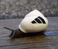 Những chú ốc sên mặc “áo khoác” độc đáo ảnh 15