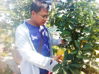 Bưởi Diễn “Nam tiến” vào làng hoa Sa Đéc ảnh 6 Bưởi Diễn “Nam tiến” vào làng hoa Sa Đéc ảnh 6