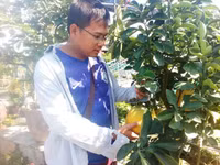 Bưởi Diễn “Nam tiến” vào làng hoa Sa Đéc ảnh 6 Bưởi Diễn “Nam tiến” vào làng hoa Sa Đéc ảnh 6