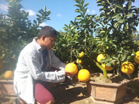 Bưởi Diễn “Nam tiến” vào làng hoa Sa Đéc ảnh 2 Bưởi Diễn “Nam tiến” vào làng hoa Sa Đéc ảnh 2