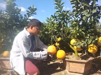 Bưởi Diễn “Nam tiến” vào làng hoa Sa Đéc ảnh 2 Bưởi Diễn “Nam tiến” vào làng hoa Sa Đéc ảnh 2