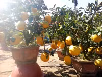 Bưởi Diễn “Nam tiến” vào làng hoa Sa Đéc ảnh 1 Bưởi Diễn “Nam tiến” vào làng hoa Sa Đéc ảnh 1