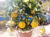 Bưởi Diễn “Nam tiến” vào làng hoa Sa Đéc ảnh 5 Bưởi Diễn “Nam tiến” vào làng hoa Sa Đéc ảnh 5