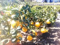 Bưởi Diễn “Nam tiến” vào làng hoa Sa Đéc ảnh 4 Bưởi Diễn “Nam tiến” vào làng hoa Sa Đéc ảnh 4