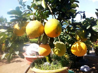 Bưởi Diễn “Nam tiến” vào làng hoa Sa Đéc ảnh 3 Bưởi Diễn “Nam tiến” vào làng hoa Sa Đéc ảnh 3