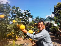 Bưởi Diễn “Nam tiến” vào làng hoa Sa Đéc ảnh 8 Bưởi Diễn “Nam tiến” vào làng hoa Sa Đéc ảnh 8