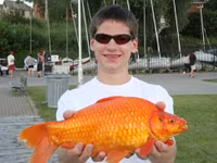 Hiểm họa từ những con cá vàng nặng hàng yến ảnh 6