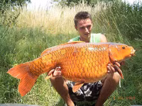 Hiểm họa từ những con cá vàng nặng hàng yến ảnh 8