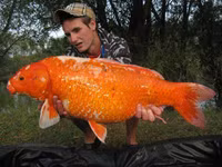 Hiểm họa từ những con cá vàng nặng hàng yến ảnh 7