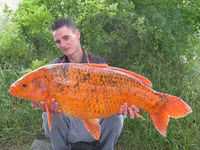 Hiểm họa từ những con cá vàng nặng hàng yến ảnh 9