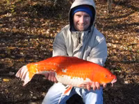 Hiểm họa từ những con cá vàng nặng hàng yến ảnh 12