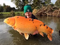 Hiểm họa từ những con cá vàng nặng hàng yến ảnh 11