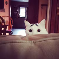 Ngạc nhiên với những bộ lông cực “dị” của động vật ảnh 18