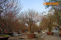 Đi chợ đào “đại gia”, soi giá đào thế Hà Nội ảnh 1 Đi chợ đào “đại gia”, soi giá đào thế Hà Nội ảnh 1