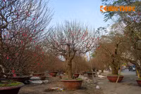 Đi chợ đào “đại gia”, soi giá đào thế Hà Nội ảnh 1