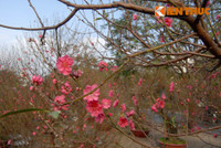 Đi chợ đào “đại gia”, soi giá đào thế Hà Nội ảnh 5 Di cho dao