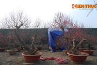 Đi chợ đào “đại gia”, soi giá đào thế Hà Nội ảnh 6 Di cho dao