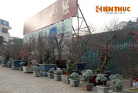 Đi chợ đào “đại gia”, soi giá đào thế Hà Nội ảnh 8 Di cho dao