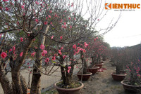 Đi chợ đào “đại gia”, soi giá đào thế Hà Nội ảnh 7 Di cho dao