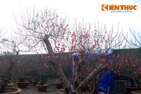 Đi chợ đào “đại gia”, soi giá đào thế Hà Nội ảnh 3 Di cho dao