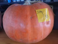 Bí ngô “khủng” xuất hiện ở Cần Thơ ảnh 5