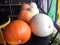 Bí ngô “khủng” xuất hiện ở Cần Thơ ảnh 8