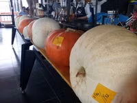 Bí ngô “khủng” xuất hiện ở Cần Thơ ảnh 7