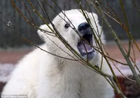 Khoảnh khắc hồn nhiên, đáng yêu của chú gấu bắc cực con ảnh 6