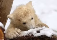 Khoảnh khắc hồn nhiên, đáng yêu của chú gấu bắc cực con ảnh 8