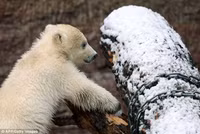 Khoảnh khắc hồn nhiên, đáng yêu của chú gấu bắc cực con ảnh 5