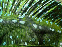 Thằn lằn Basilisk - bậc thầy về lướt siêu tốc trên mặt nước ảnh 3