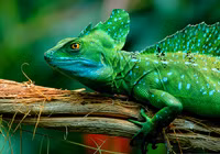 Thằn lằn Basilisk - bậc thầy về lướt siêu tốc trên mặt nước ảnh 8