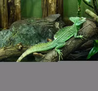 Thằn lằn Basilisk - bậc thầy về lướt siêu tốc trên mặt nước ảnh 9