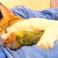 Ảnh vui Khi kẻ thù trở thành bạn