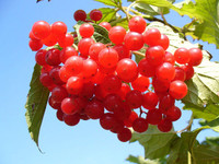 8 loại thực phẩm màu đỏ có lợi cho sức khỏe tim mạch ảnh 14