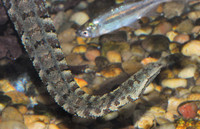 Phát hiện rắn mọc râu kì dị nhất thế giới tại Việt Nam