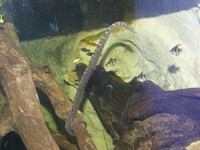 Phát hiện rắn mọc râu kì dị nhất thế giới tại Việt Nam