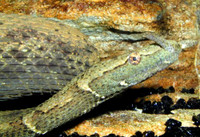 Phát hiện rắn mọc râu kì dị nhất thế giới tại Việt Nam