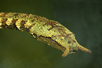 Phát hiện rắn mọc râu kì dị nhất thế giới tại Việt Nam