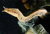 Phát hiện rắn mọc râu kì dị nhất thế giới tại Việt Nam