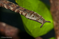 Phát hiện rắn mọc râu kì dị nhất thế giới tại Việt Nam