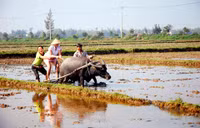 cưỡi-trâu, khách-Tây, Hội-An, nước-hoa, đàn-trâu, nông-dân, lão-nông