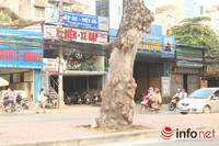 Hà Nội: Cây xà cừ chết khô đe dọa tính mạng người đi đường ảnh 4 Hà Nội: Cây xà cừ chết khô đe dọa tính mạng người đi đường ảnh 4