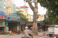 Hà Nội: Cây xà cừ chết khô đe dọa tính mạng người đi đường ảnh 5 Hà Nội: Cây xà cừ chết khô đe dọa tính mạng người đi đường ảnh 5